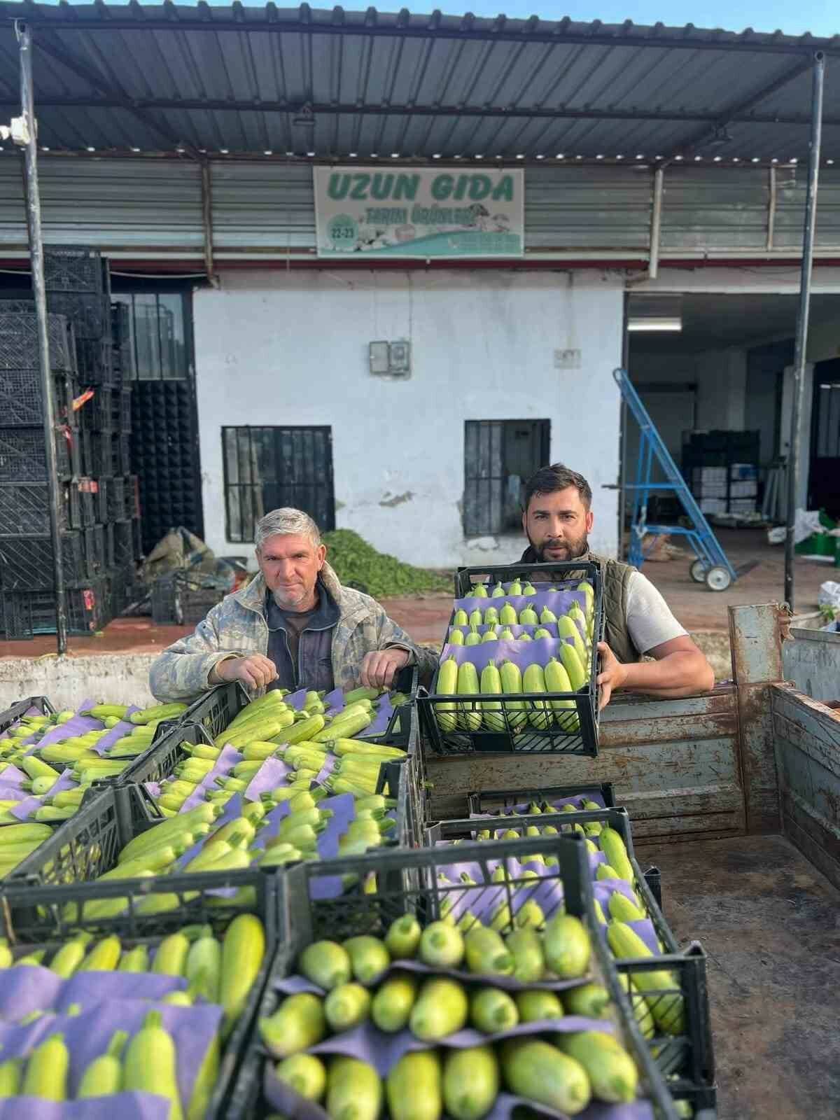 bursada mevsimin ilk kabak hasadi iste kilo fiyati ad2cfdba7106