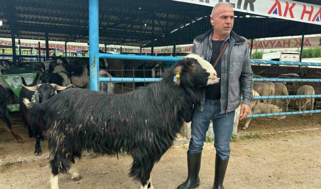 Bursa’da pazarın şampiyon keçisi! Bakın kaça satıldı… Kurban Bayramı arifesinde hareketliliğin zirve yaptığı Yıldırım ilçesindeki İsabey Kurban