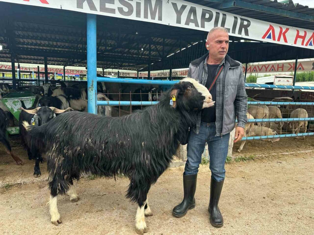 Bursa’da pazarın şampiyon keçisi! Bakın kaça satıldı... 1 bursada pazarin sampiyon kecisi bakin kaca satildi 221427210a53