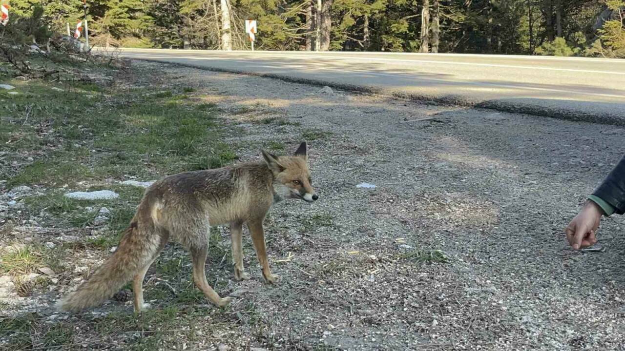 bursada uludag donusu surpriz misafir aaf7d4084442