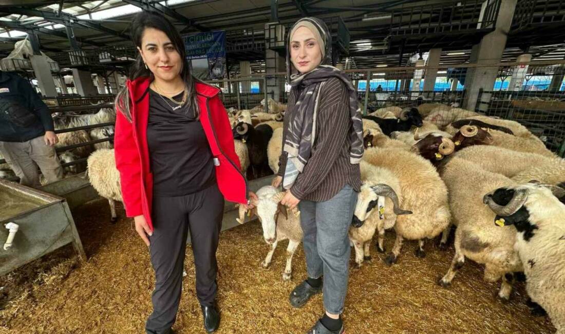 Bursa’daki kurban pazarında iki genç kadın celep, rekabeti artırdı Bursa’nın Osmangazi ilçesinde kurulan kurban pazarında küçükbaş hayvan satışı yapan