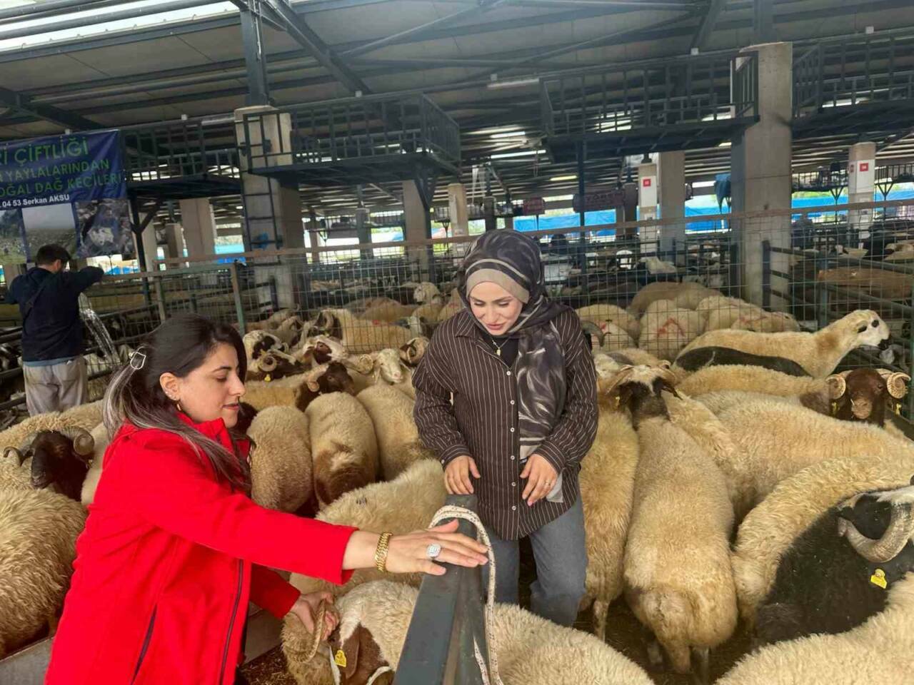 Bursa’daki kurban pazarında iki genç kadın celep, rekabeti artırdı 1 bursadaki kurban pazarinda iki genc kadin celep rekabeti artirdi a0b20ae8c3d7