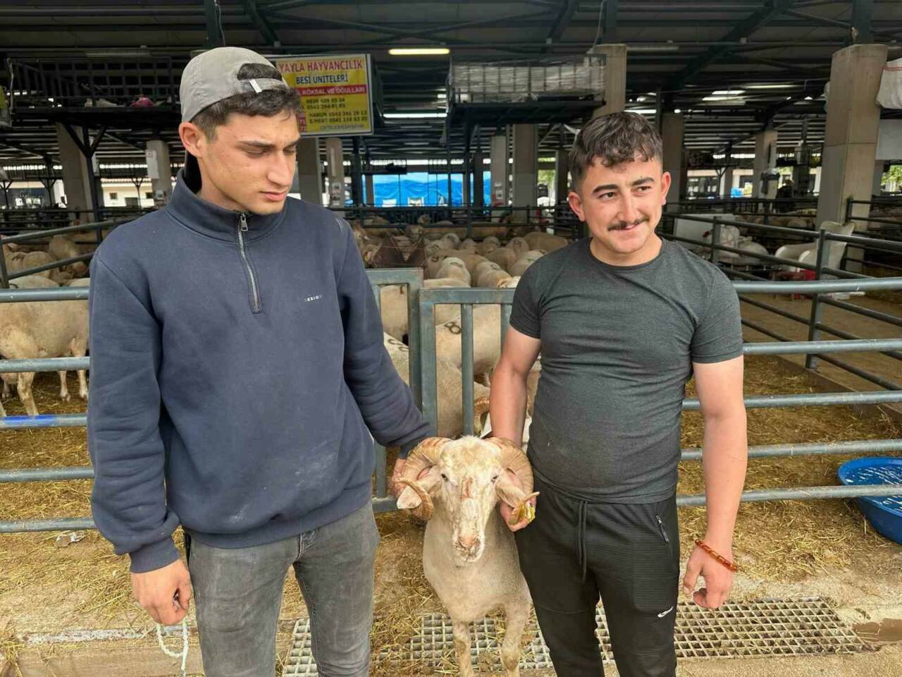 Bursa’daki kurban pazarında sıra dışı koç! Görenler şaşıyor... 3 bursadaki kurban pazarinda sira disi koc gorenler sasiyor 429a444b612e
