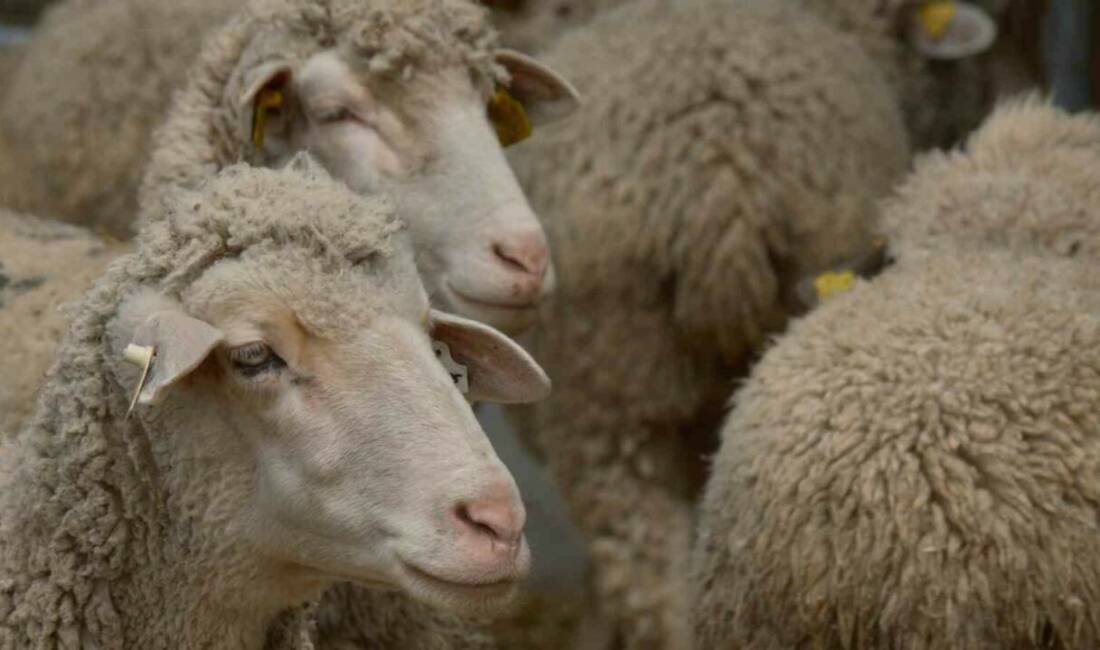 Bursa’nın küçükbaş hayvancılığında stratejik adım Tarım ve Orman Bakanlığı Tarım Araştırmalar ve Politikalar Genel Müdürlüğü