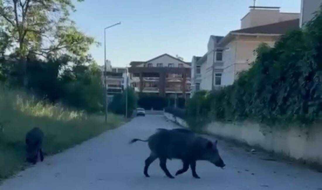 Bursa’da domuzlar şehre indi! Evlerin arasında yiyecek aradılar Bursa’da aç kalan iki domuz, yerleşim yerine inerek yiyecek aradı.