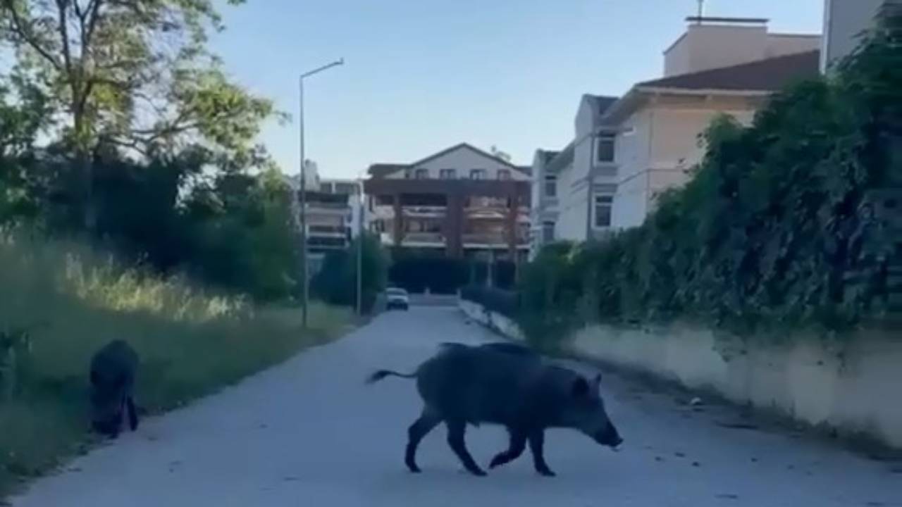 Bursa'da domuzlar şehre indi! Evlerin arasında yiyecek aradılar 1 image 1