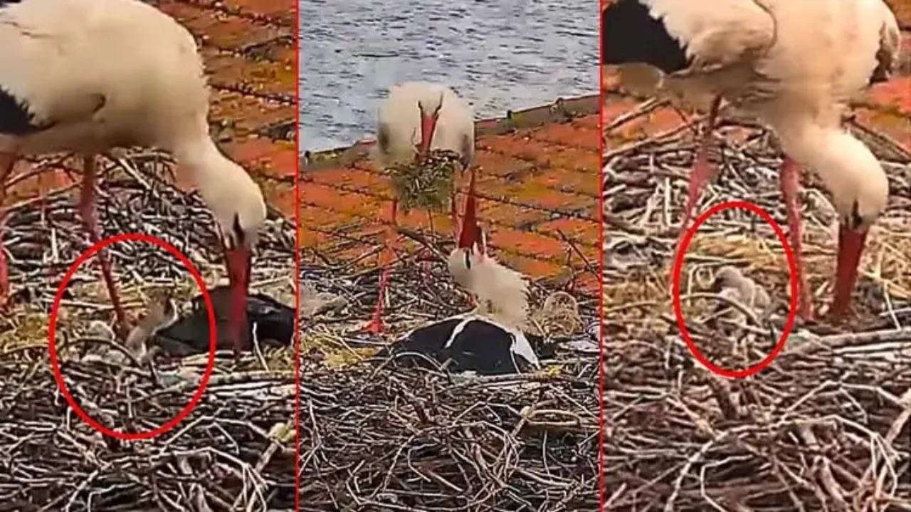 Bursa'nın simgesi Yaren leylek ile Nazlı'nın 5 yavrusu oldu 6 image 39