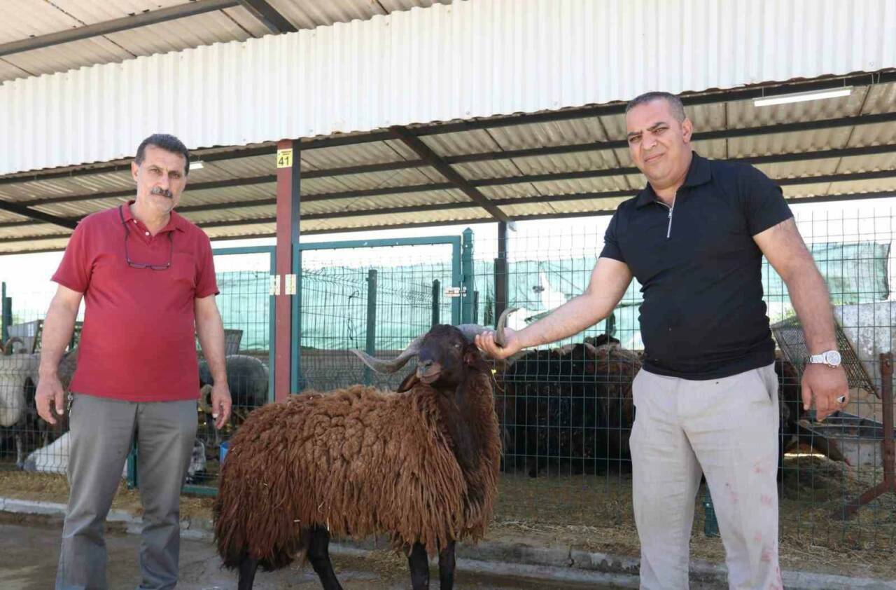 Bursa'daki modern hayvan pazarı yüzleri güldürdü 3 inegolde modern hayvan pazari kurban bayraminda yuzleri guldurdu 8ae077c44ad8