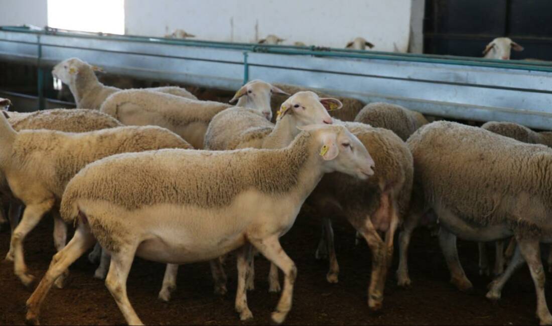 Arı saldırısında bilanço ağırlaştı! 816 koyun… Iğdır'da arı saldırısı sonucu birbirlerini ezerek telef olan koyunların sayısının