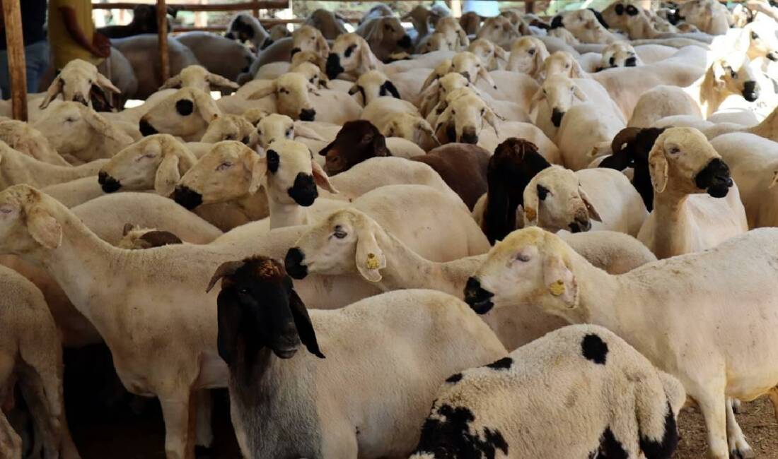 Kurban Bayramı'nda kesilecek kurbanlık hayvanların seçiminde bazı kurallara dikkat edilmesi