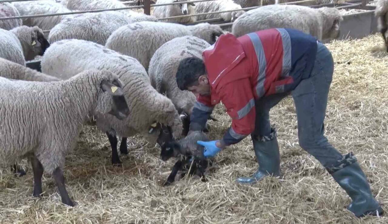 Şaşırtan olay! Bir kuzuya iki anne birden sahip çıktı 3 sasirtan olay bir kuzuya iki anne birden sahip cikti e9c686b6d268