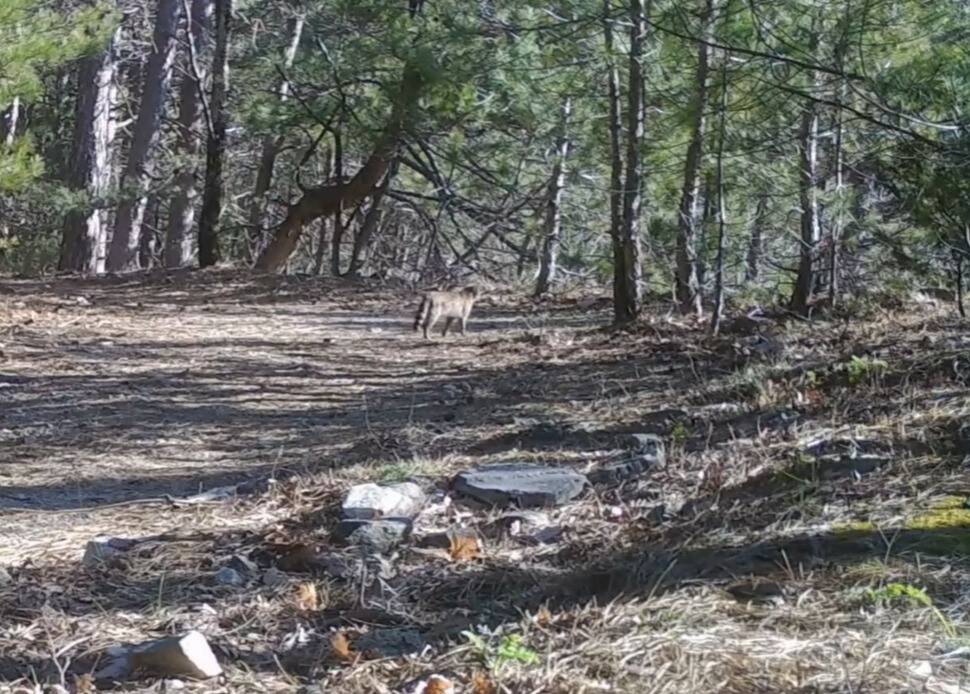 Bursa Uludağ’da görüntülendi! 'Ormanın sessiz adamı' 1 uludagda yaban kedisi fotokapana takildi 026d5e703257