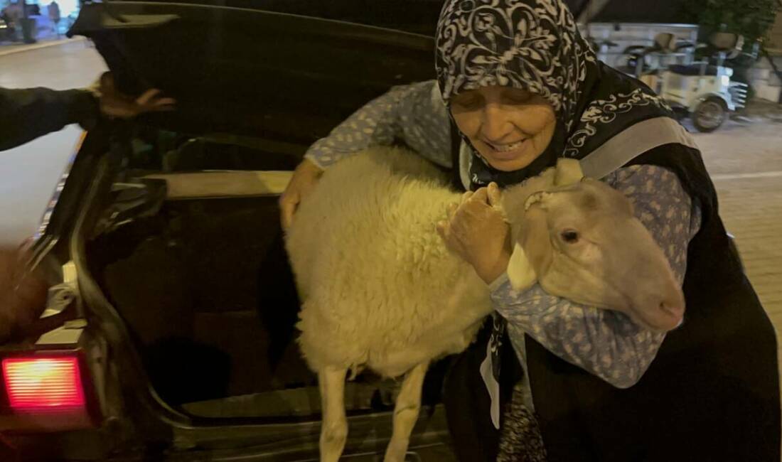 Yer: Bursa… Kurbanlık olmaktan son anda kurtuldu Bursa’nın İznik ilçesinde Müyesser Sevinç’in (58) markete, pazara ve eczaneye