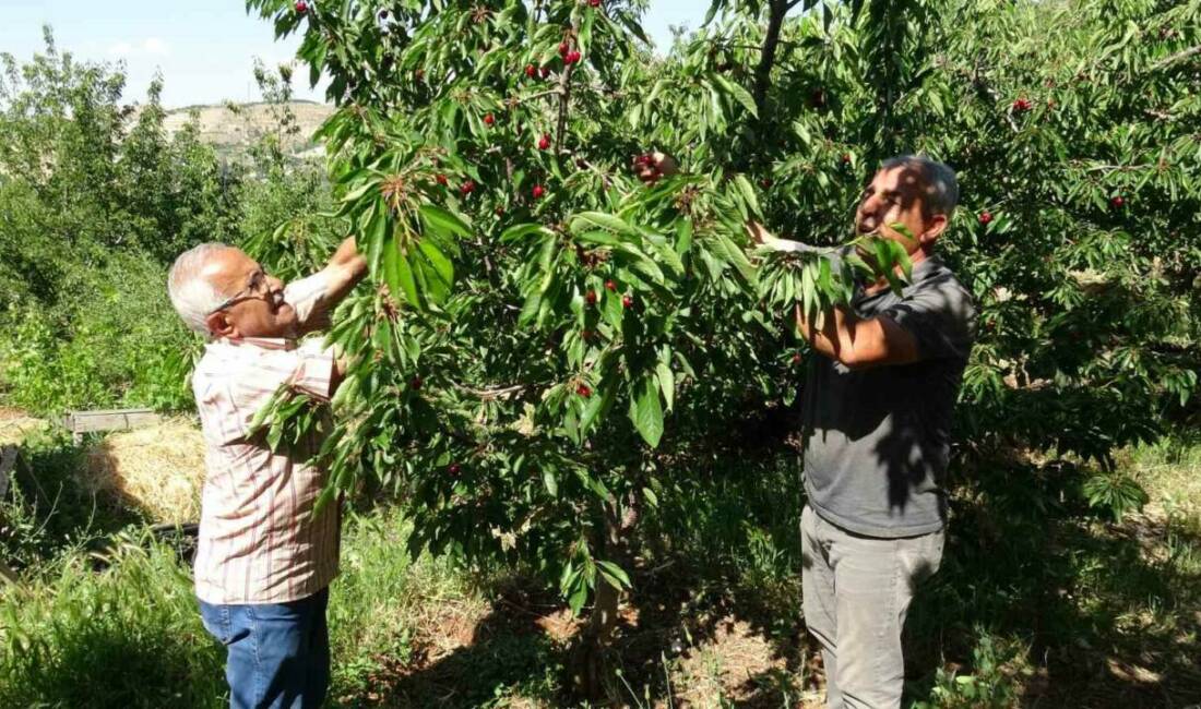 Malatya’nın tescilli dalbastı kirazında hasat başladı. Kilogramı 70 ila 120