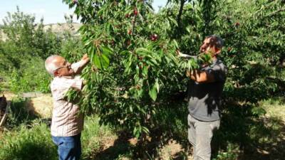 Malatya’nın tescilli dalbastı kirazında hasat başladı. Kilogramı 70 ila 120
