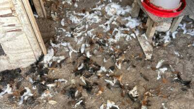 Bursa'nın Mudanya ilçesinde sahipsiz köpeklerin kümese saldırması sonucu 30 tavuk