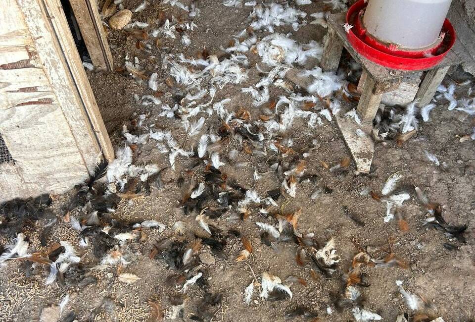 Bursa'nın Mudanya ilçesinde sahipsiz köpeklerin kümese saldırması sonucu 30 tavuk