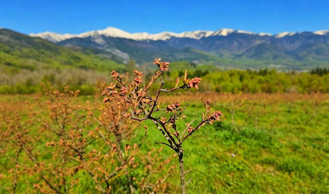 Bursa'nın yüksek rakımlı bölgelerinde yetiştirilen ve bu yıl yüksek rekolte