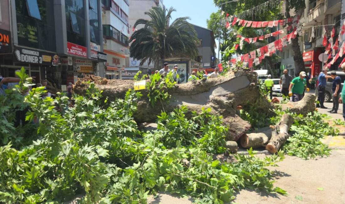 Bursa’da 150 yıllık ağaç böyle devrildi Bursa'nın Orhangazi ilçesinde, 150 yıllık çınar ağacının devrilmesi sonucu park