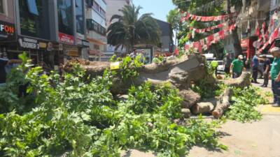 Bursa'nın Orhangazi ilçesinde, 150 yıllık çınar ağacının devrilmesi sonucu park