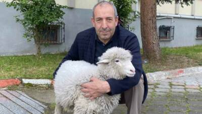Samsun’un Kavak ilçesinde adliyede görev yapan Mecit Uzun’un sahiplendiği kuzu,
