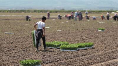Türkiye genelindeki salçalık domates üretiminde ilk sırada yer alan Bursa'nın