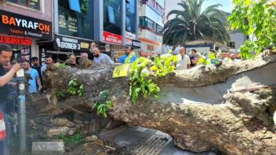 Bursa’nın Orhangazi ilçesinde tarihi çınar ağacının kökünden koparak yola devrilmesi