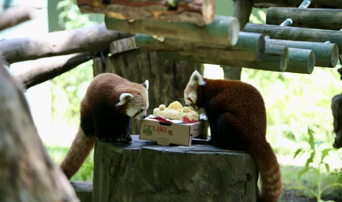 Bursa Hayvanat Bahçesi'nde geçen yıl dünyaya gelen kırmızı panda yavruları
