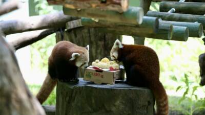 Bursa Hayvanat Bahçesi'nde geçen yıl dünyaya gelen kırmızı panda yavruları