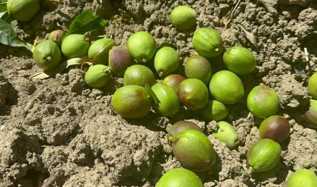 Türkiye’nin şeftali ve nektarin üretiminde önde gelen merkezlerinden olan Bursa’nın