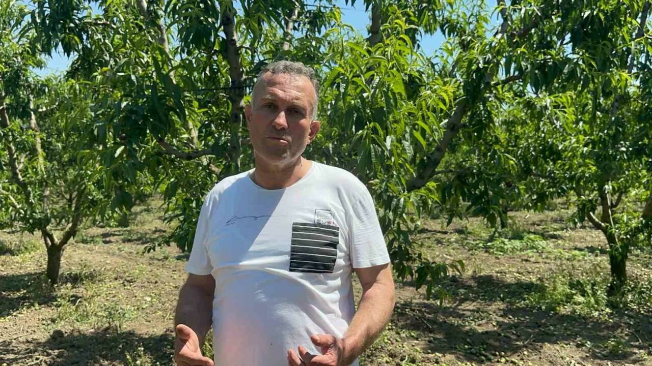 bursa ovasinda rekolte yuz guldurdu ama fazlasini yere atiyorlar iste nedeni df78d25e7820