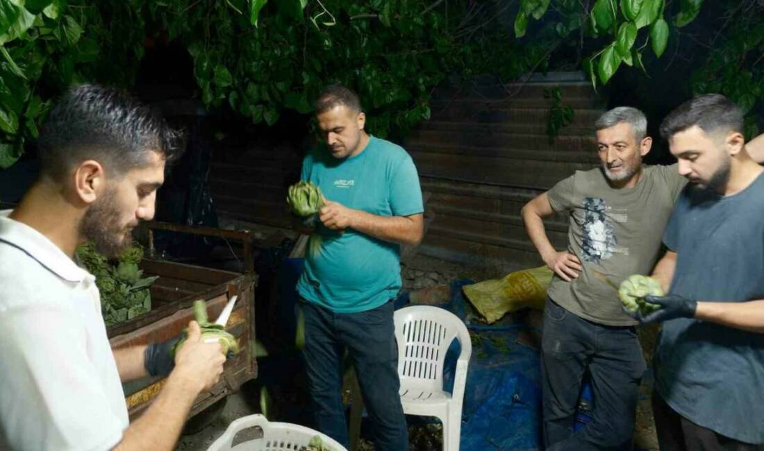 Türkiye’de enginar üretiminde İzmir’in ardından ikinci sırada yer alan Bursa’da,