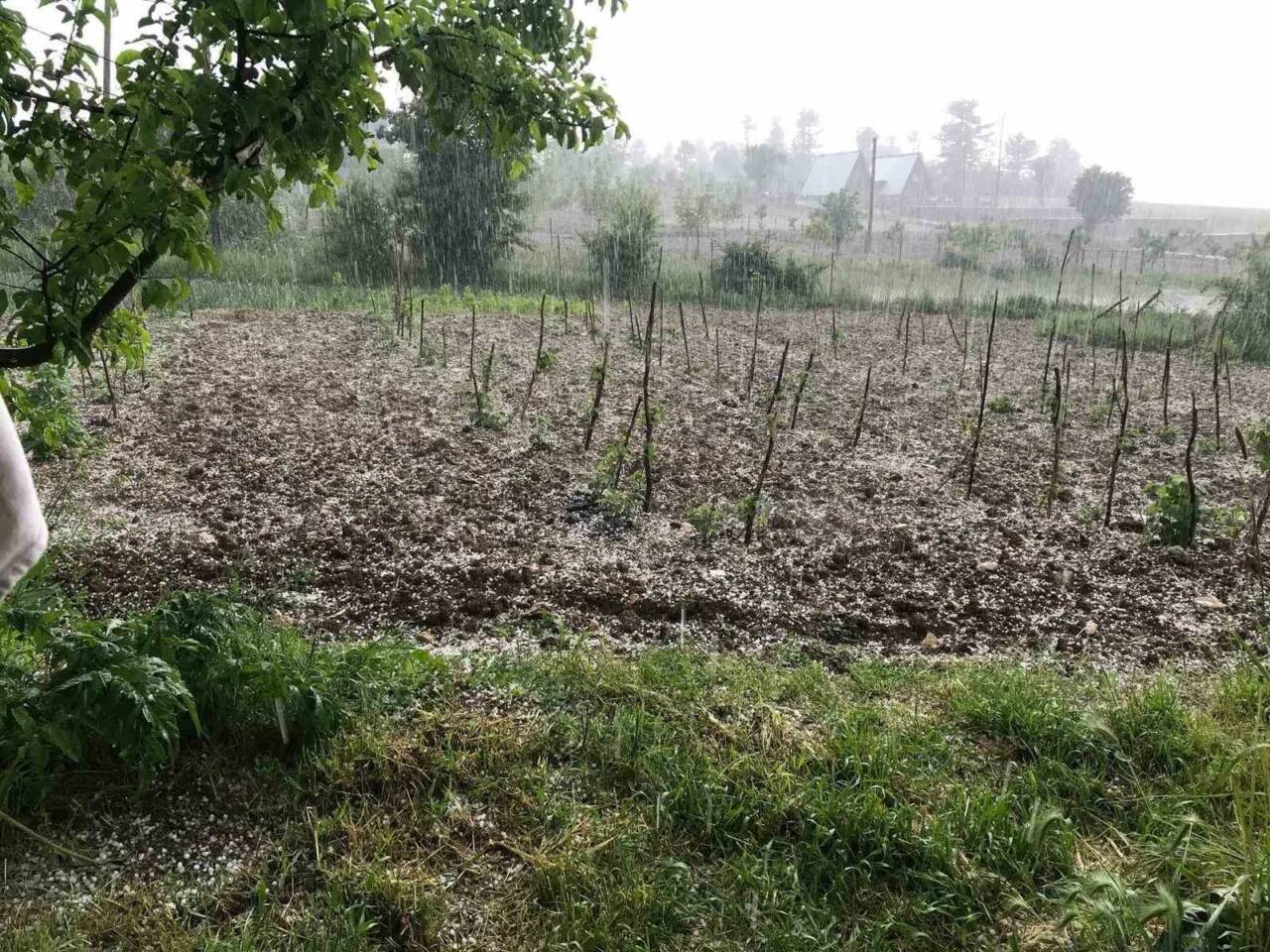 Bursa’nın Keles ilçesinde etkili olan dolu yağışı, tarım arazilerinde zarara