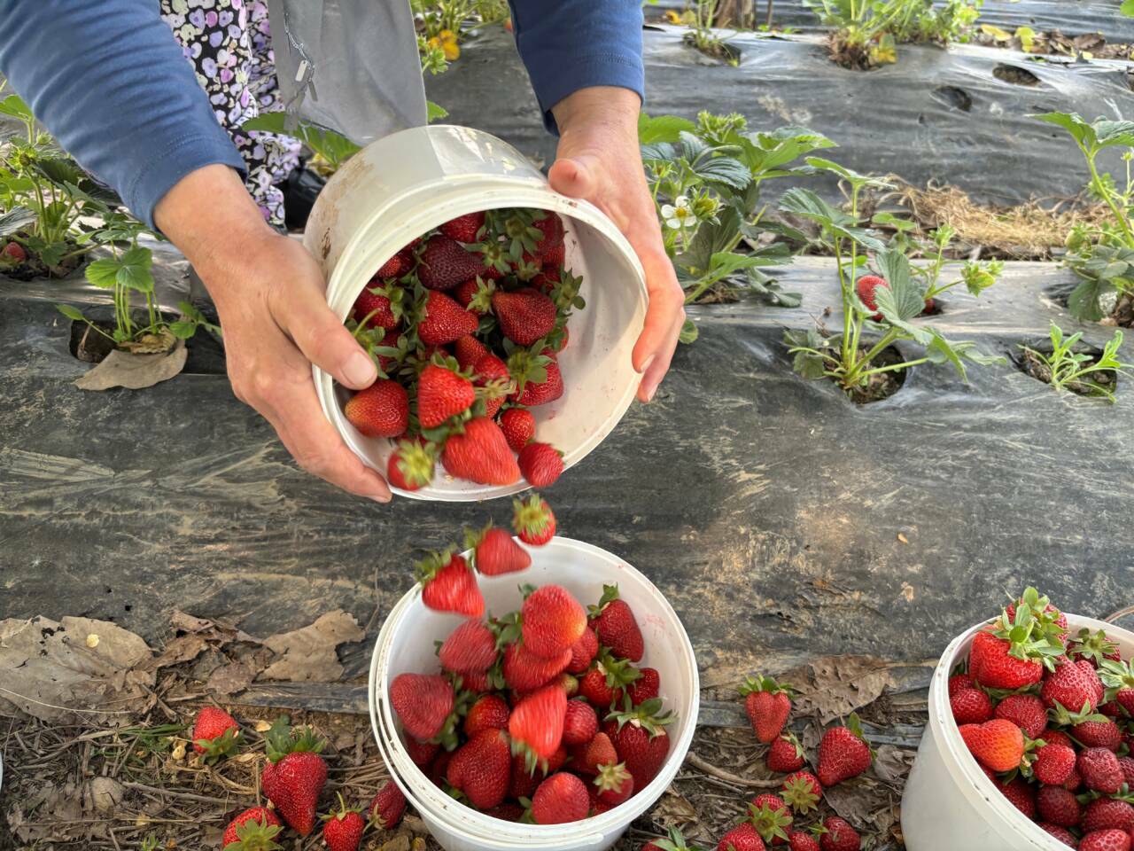 bursada hasadi baslayan cilek tarlada 170 tlden alici buluyor 6620837e1274