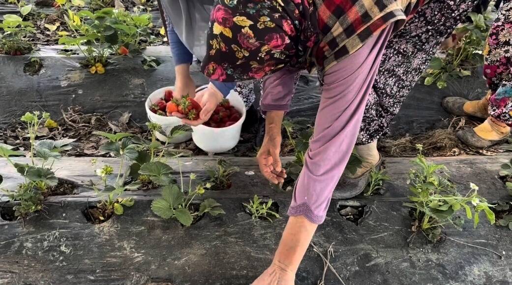 bursada hasadi baslayan cilek tarlada 170 tlden alici buluyor ba7372245cda