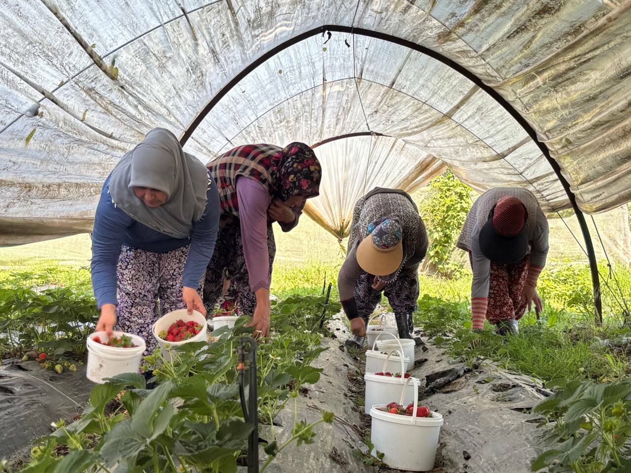 bursada hasadi baslayan cilek tarlada 170 tlden alici buluyor de0abc9bea9b