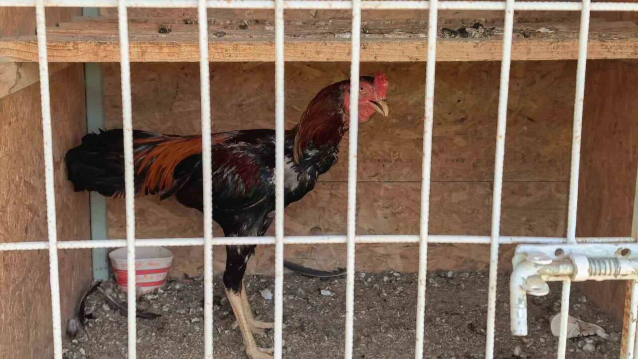 bursada horoz baskini onlarca kisiye ceza yagdi fdf551bae071