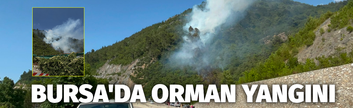 Bursa’da ağaçlık alanda çıkan yangın