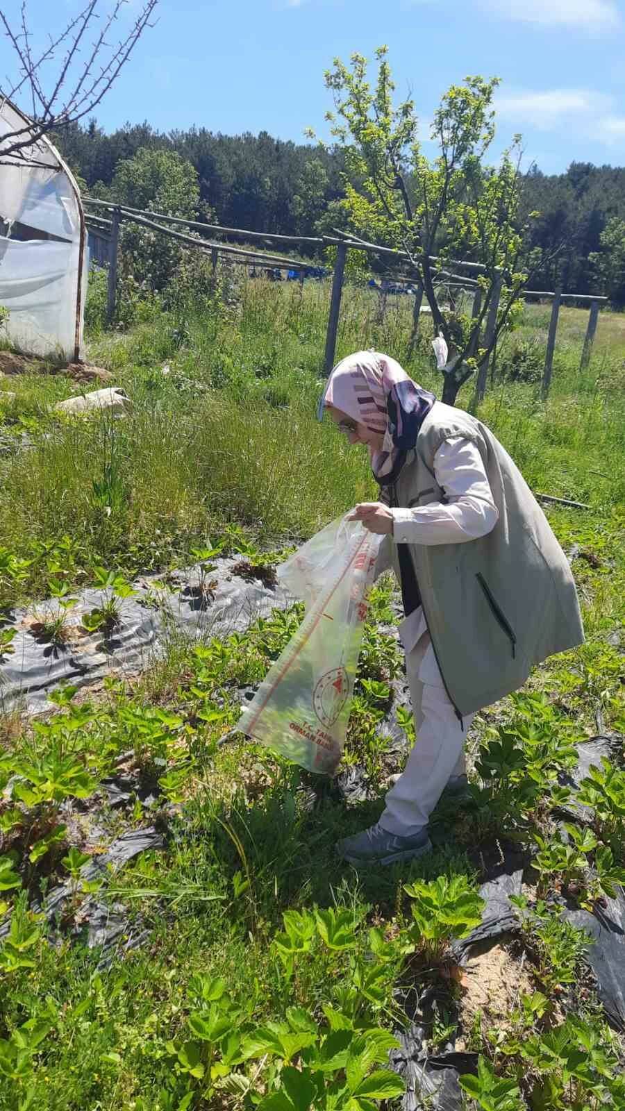 bursada pestisit tehlikesine karsi siki denetim 529cb2323d5e