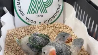 Bursa'da yasa dışı satılmak istenen 3 İskender papağanı yavrusu, Doğa