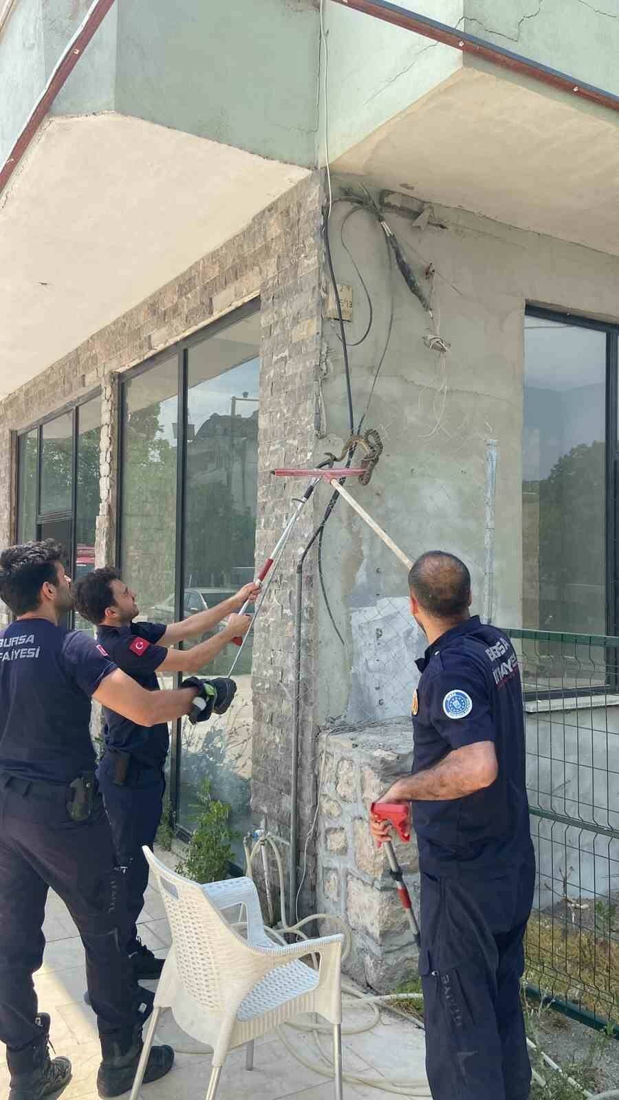 bursada yilan panigi 241fedcb1143