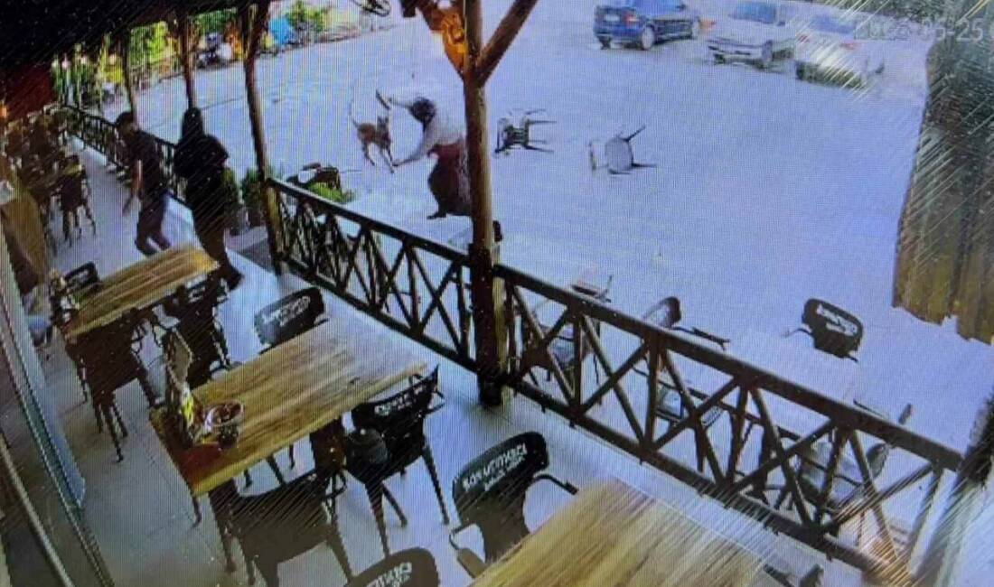 Dinlenme tesisinde facia Afyonkarahisar’da kızıyla birlikte dinlenme tesisine gelen kadına saldıran köpek, kadının