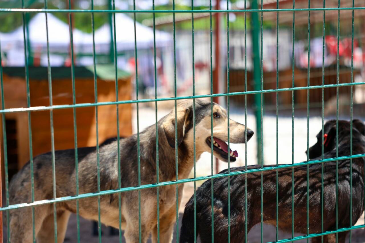 Bursa'da örnek tesis açıldı! 7 gemlikte sahipsiz hayvan bakimevi ve dogal yasam alani torenle acildi 3