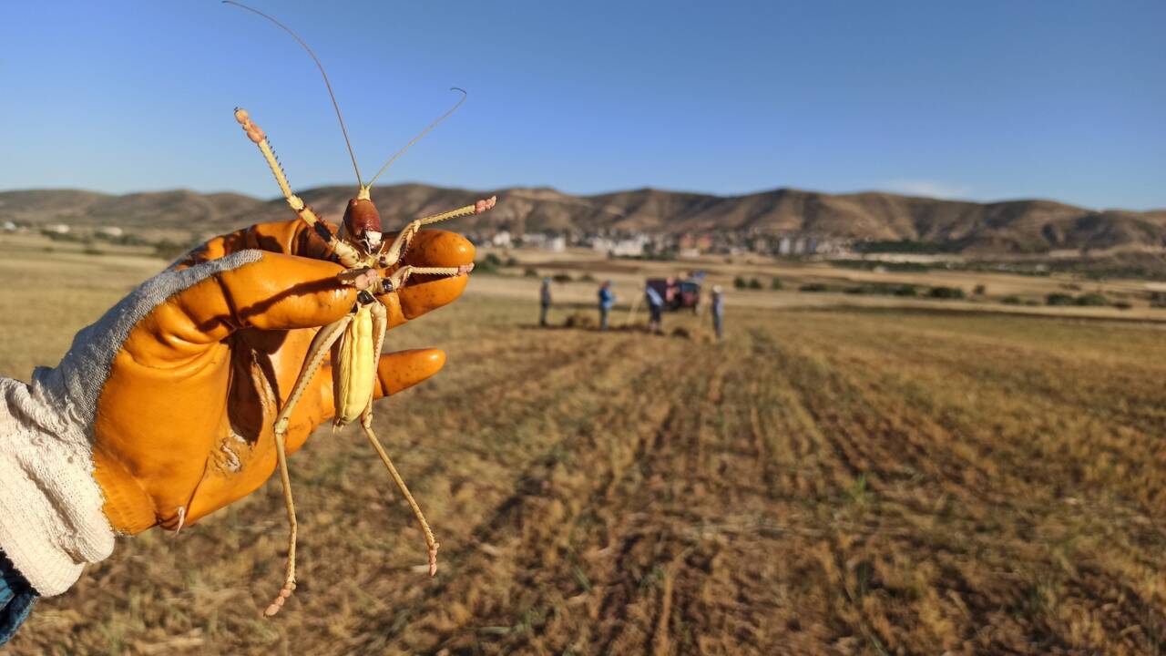 Hasat sırasında gördü! Dev çekirge... 2 hasat sirasinda gordu dev cekirge 1c22b845d37e