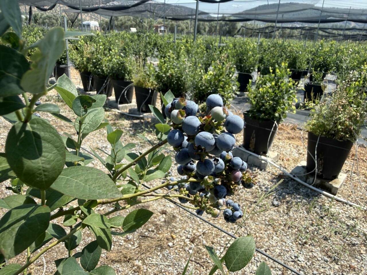 imkansiz denilen yerde basardi bu bahcede servet yetisiyor 563d96677a5d