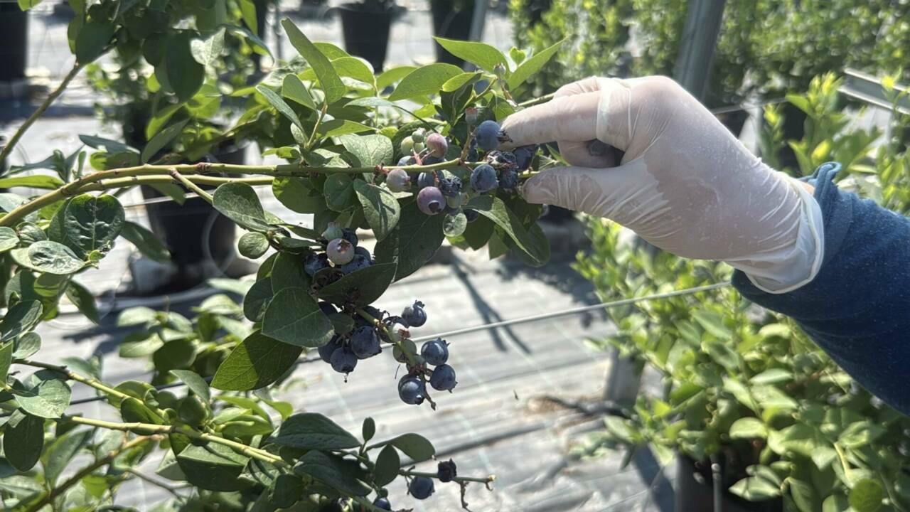 imkansiz denilen yerde basardi bu bahcede servet yetisiyor fd040ea818d2