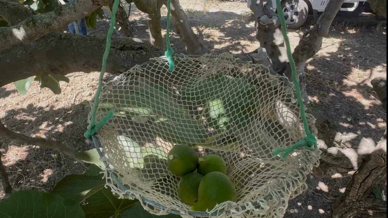kraliyet mutfagina giren bursa siyahinda kritik donem 9e023b7d5c18
