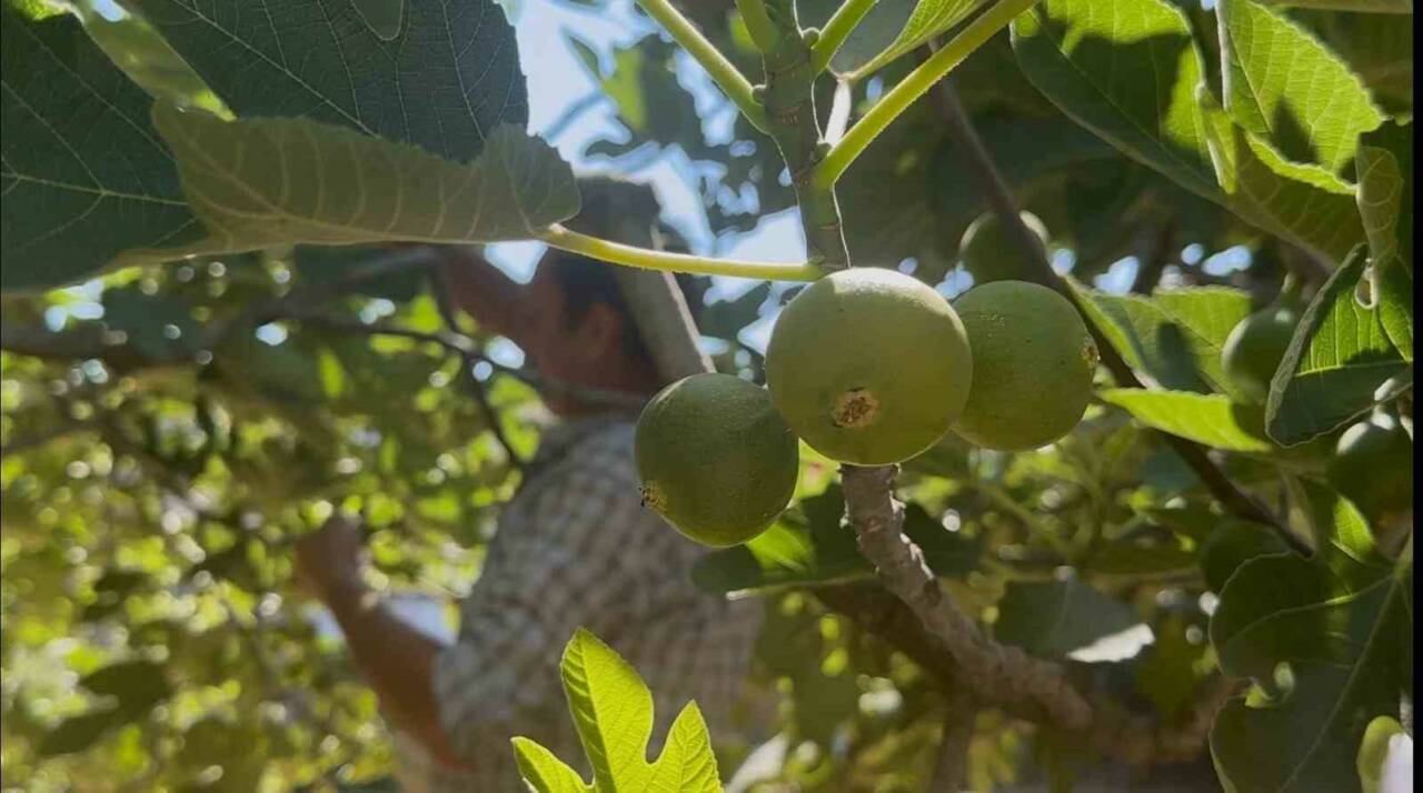 kraliyet mutfagina giren bursa siyahinda kritik donem c202a4dc0e55
