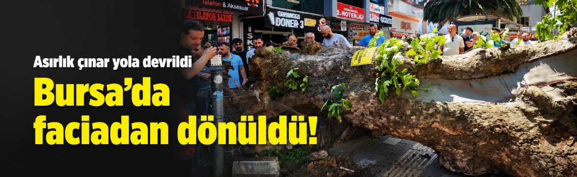 Bursa’nın Orhangazi ilçesinde tarihi çınar