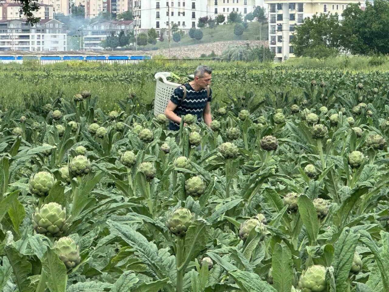 milyonlarca liralik konutlarin arasinda tarimsal uretim mucadelesi a3e428257bcb